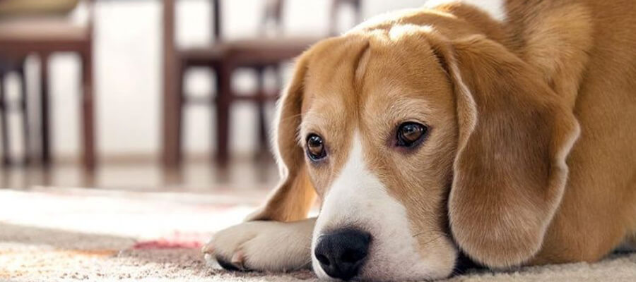 7 Signs Your Dog Might Be in Pain: How to Recognize and Respond